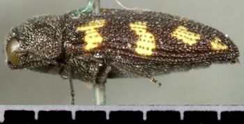 Media type: image;   Entomology 2730 Aspect: habitus lateral view